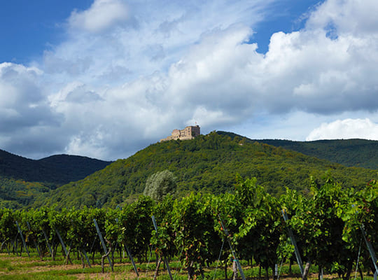 Umgebung und Lage des Festsaals Hambacher Schloss